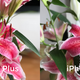 I don’t see any evidence of Bokeh artifacts, though I do see some reds popping!